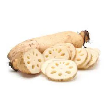 Fresh Lotus Root